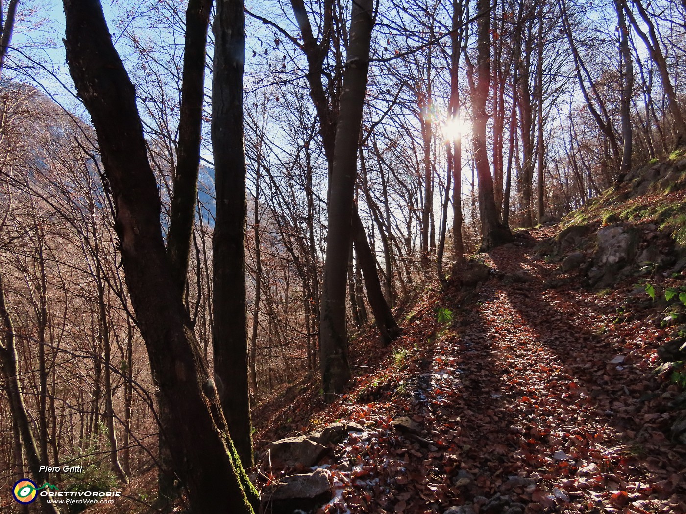 17 Sentiero nel bosco in controluce.JPG